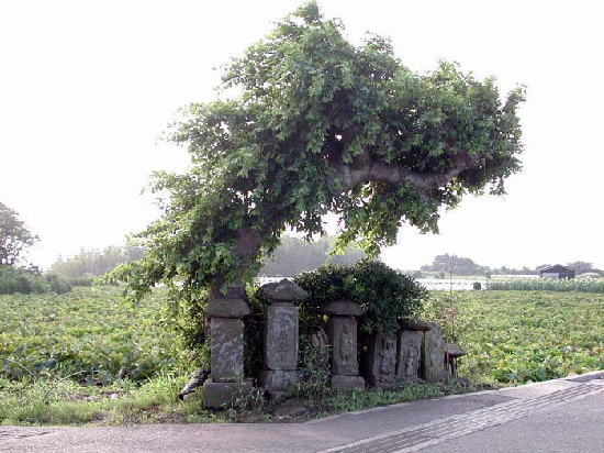 miuradaichi-jizo-natu
