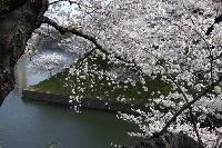 九段・田安門の桜